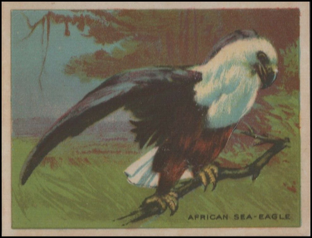 22 African Sea-Eagle